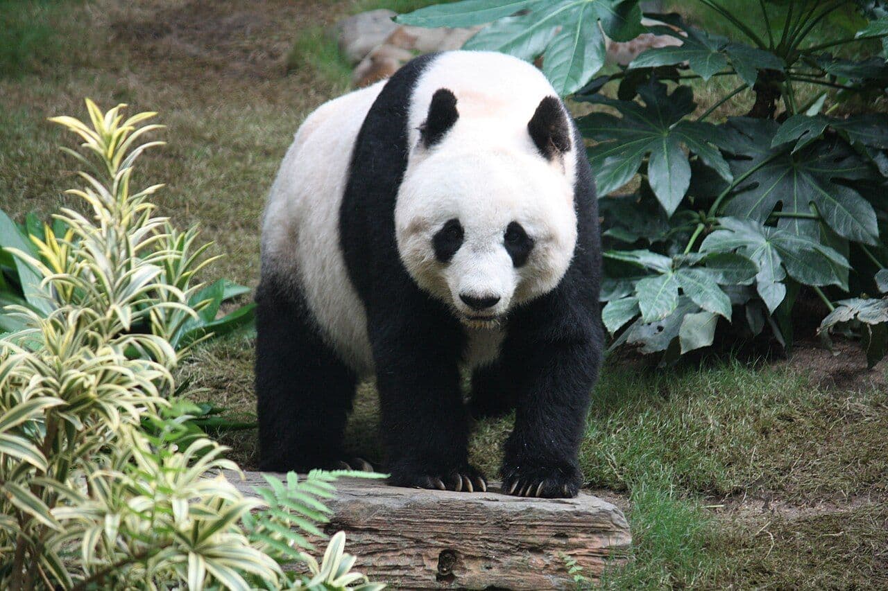 Giant panda eating bamboo