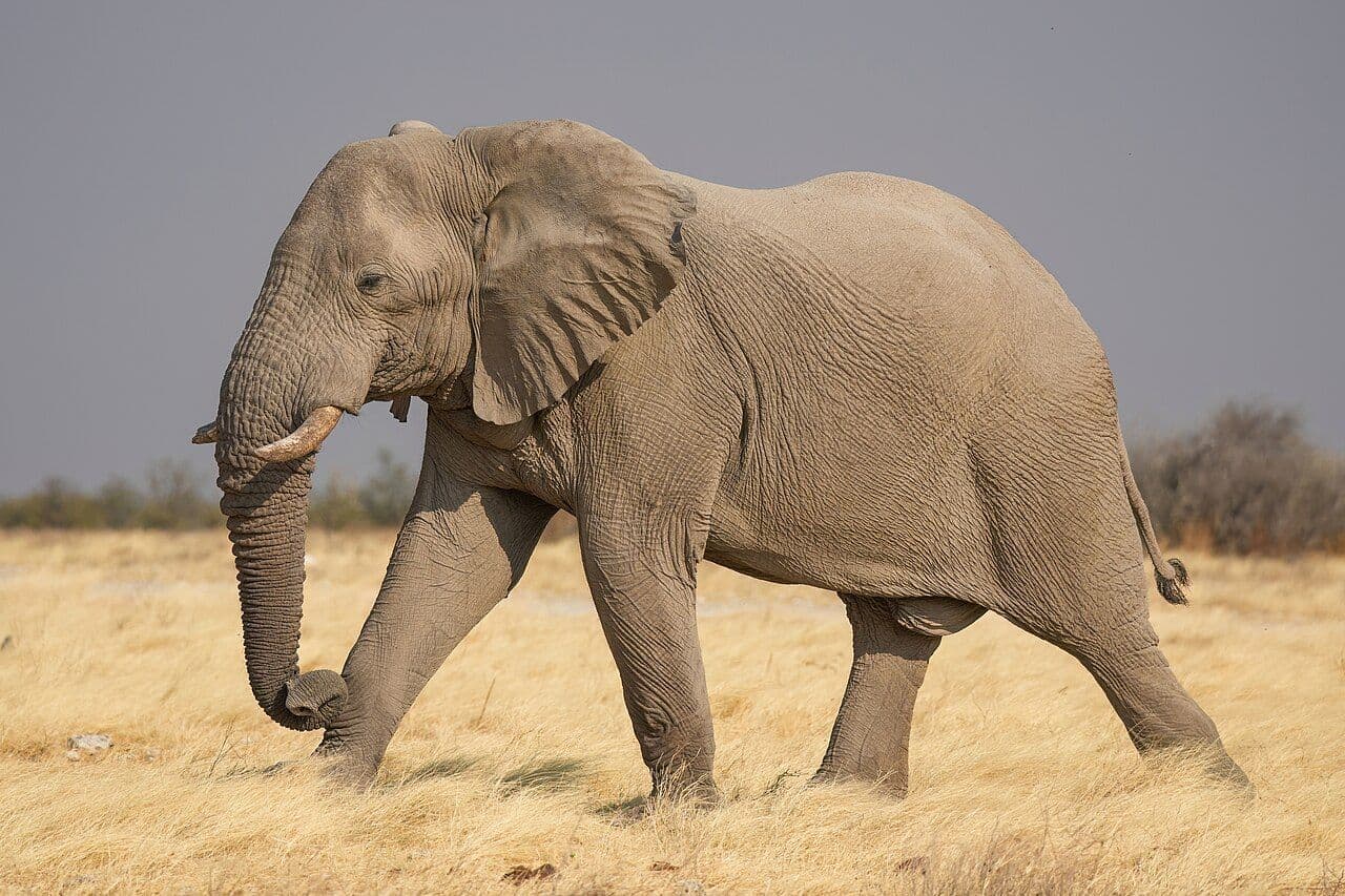 African bush elephant in Etosha National Park