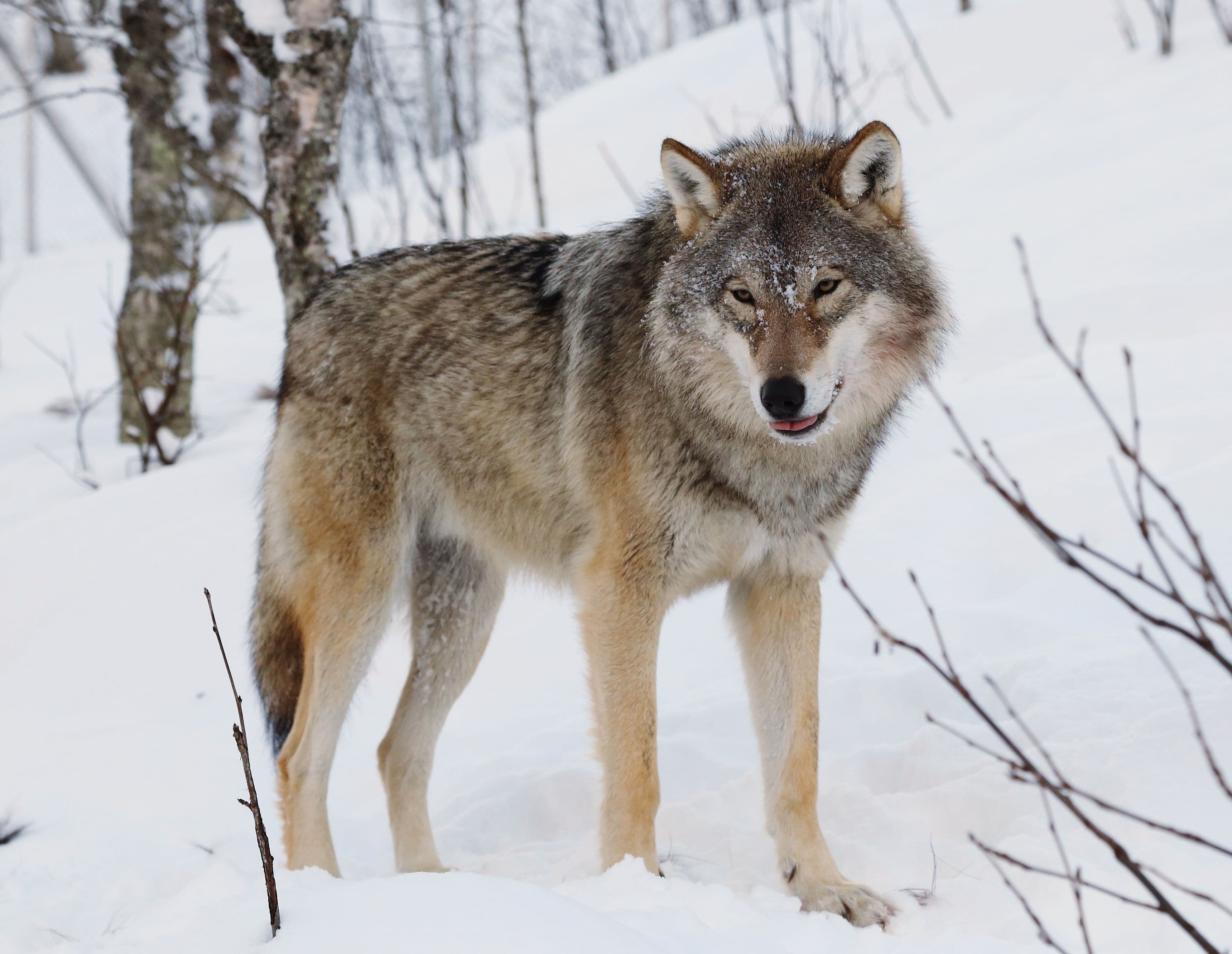 Gray wolf standing alert in the wild
