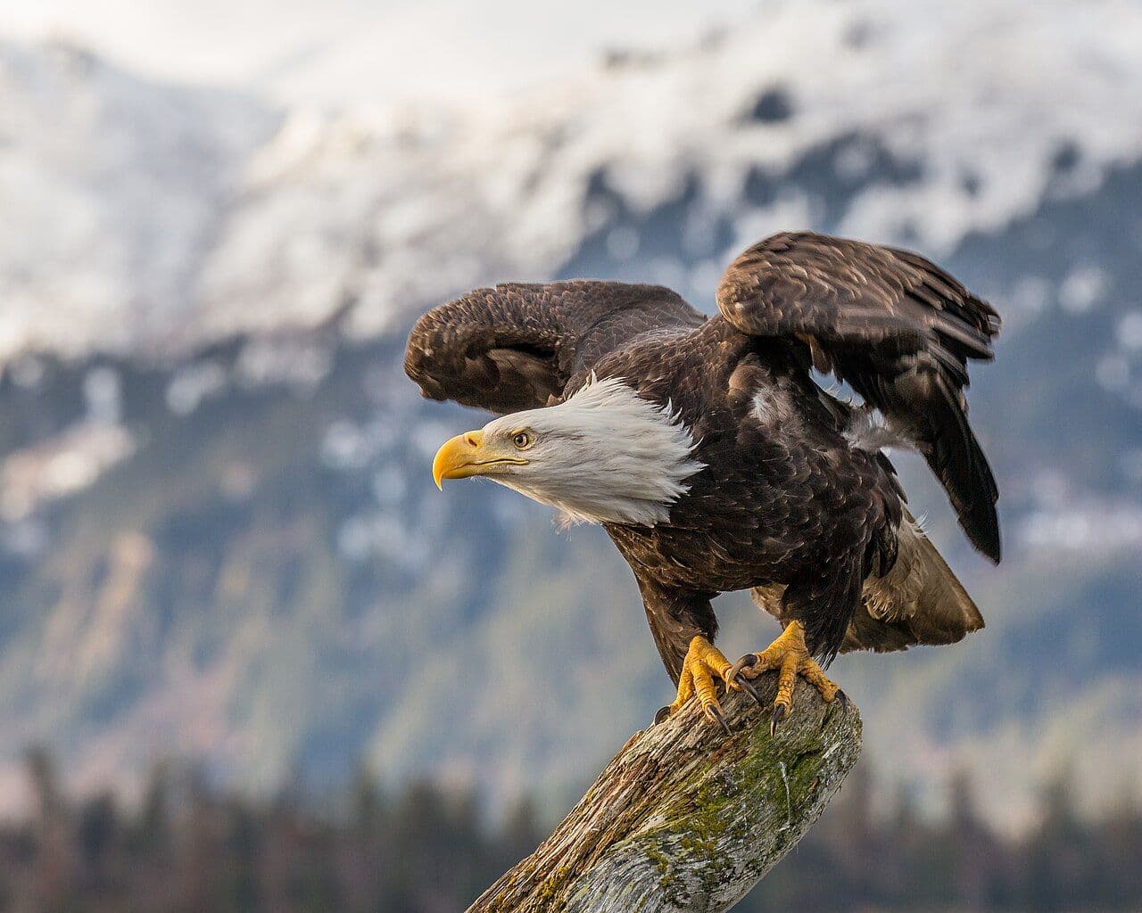 Bald eagle about to take flight in Alaska