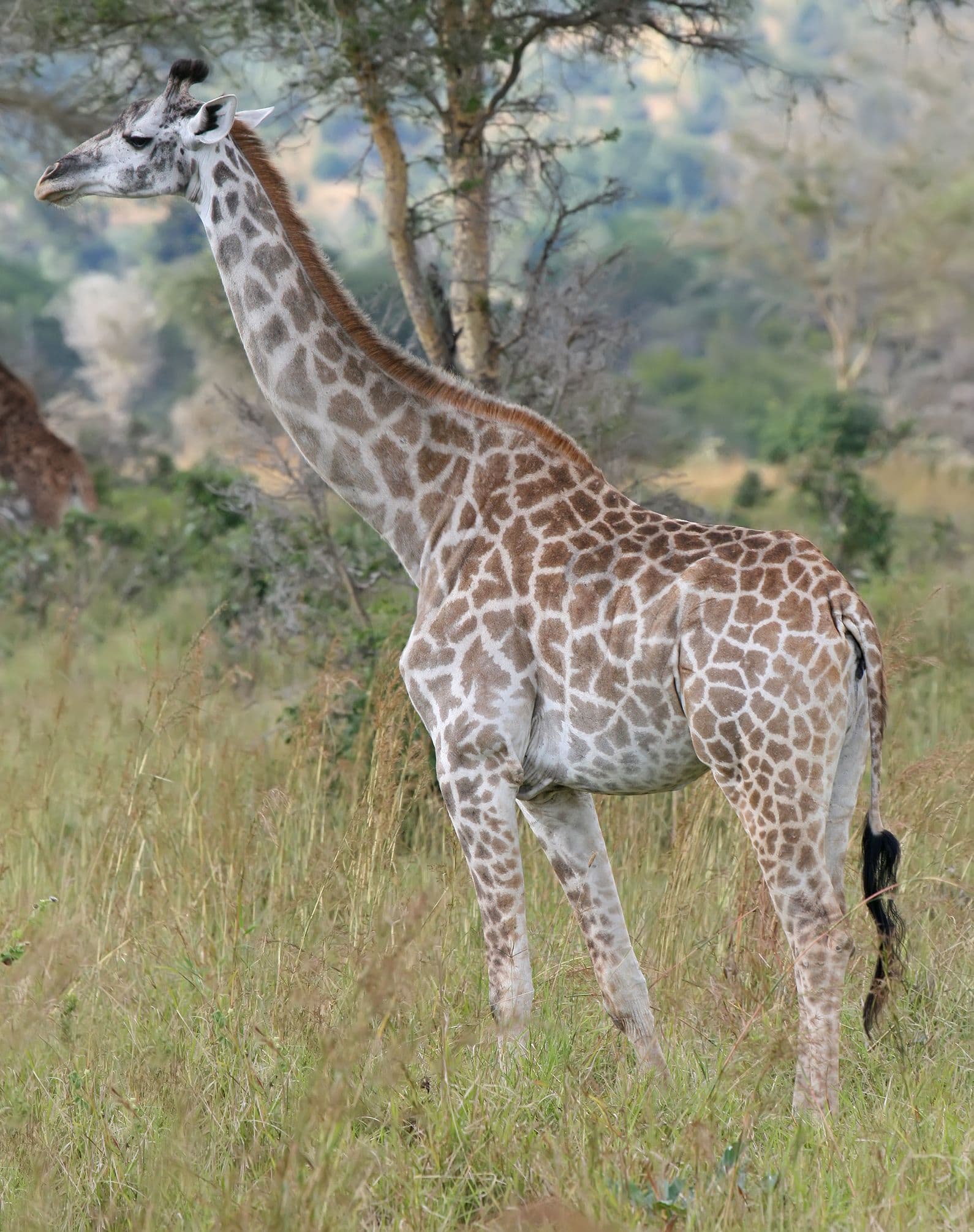 Giraffe standing in Mikumi National Park