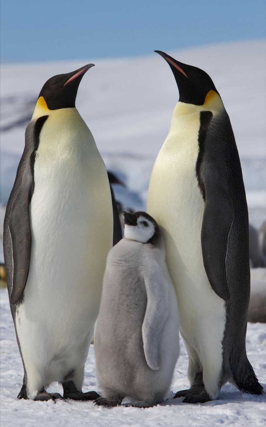 Emperor penguin adults with a juvenile on Antarctic ice
