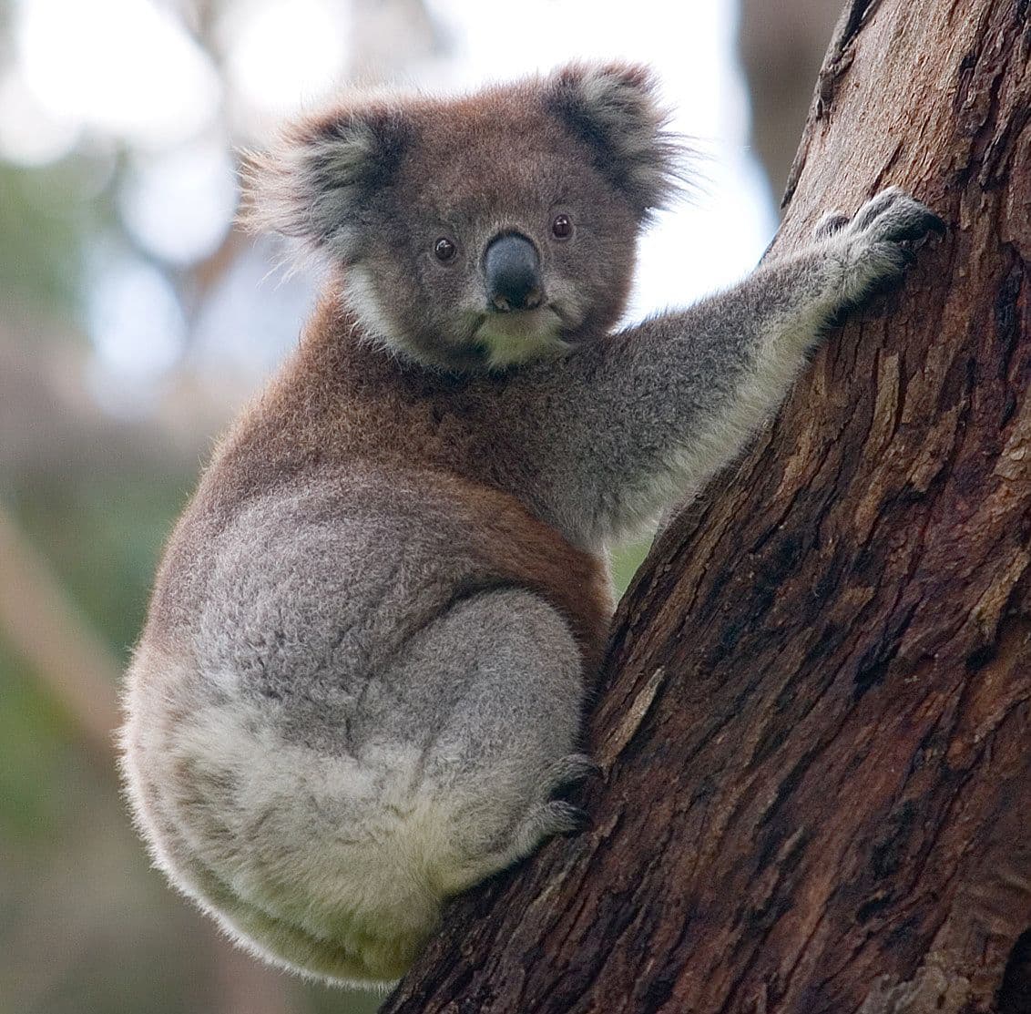 Koala climbing a eucalyptus tree